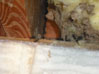 Carpenter Ant Infestation